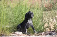 Milo, a male German Shorthaired Pointer for sale in Rancho Cucamonga, CA – 4 of 9