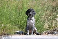 Jolene , a female German Shorthaired Pointer for sale in Rancho Cucamonga, CA – 5 of 5