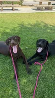 Cocoa, a female Labrador Retriever for sale in Rancho Cucamonga, CA – 5 of 5