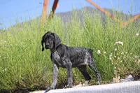 Milo, a male German Shorthaired Pointer for sale in Rancho Cucamonga, CA – 6 of 9