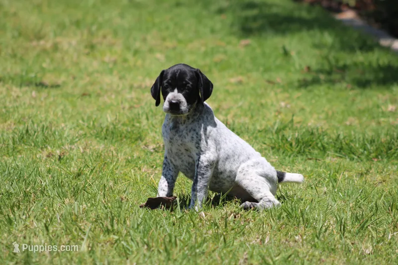 Nala – German Shorthaired Pointer puppy for sale in Rancho Cucamonga, CA