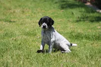 Nala, a female German Shorthaired Pointer for sale in Rancho Cucamonga, CA – 1 of 5