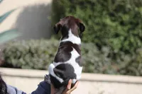 Gsp, a male German Shorthaired Pointer for sale in Rancho Cucamonga, CA – Photo 3 of 8
