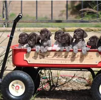 Gsp, a male German Shorthaired Pointer for sale in Rancho Cucamonga, CA – Photo 1 of 8