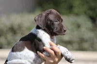 Gsp, a male German Shorthaired Pointer for sale in Rancho Cucamonga, CA – Photo 7 of 8