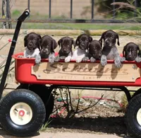 Gsp, a male German Shorthaired Pointer for sale in Rancho Cucamonga, CA – Photo 2 of 8
