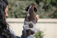 Gsp, a male German Shorthaired Pointer for sale in Rancho Cucamonga, CA – Photo 5 of 8