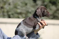 Gsp, a male German Shorthaired Pointer for sale in Rancho Cucamonga, CA – Photo 8 of 8
