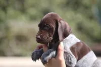 Gsp, a male German Shorthaired Pointer for sale in Rancho Cucamonga, CA – Photo 4 of 8