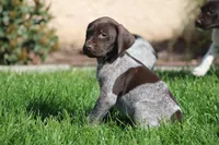 Gsp, a male German Shorthaired Pointer for sale in Rancho Cucamonga, CA – Photo 6 of 8