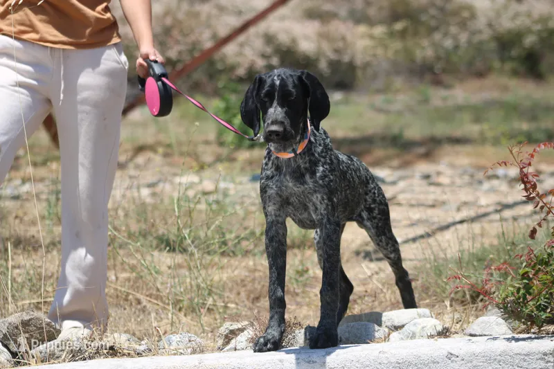 Zoe – German Shorthaired Pointer puppy for sale in Rancho Cucamonga, CA