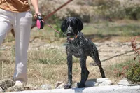 Zoe, a female German Shorthaired Pointer for sale in Rancho Cucamonga, CA – 7 of 10