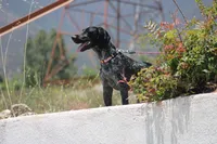 Zoe, a female German Shorthaired Pointer for sale in Rancho Cucamonga, CA – 2 of 10