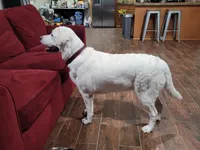 Sparkles, a female Labrador Retriever for sale in Rancho Cucamonga, CA – Photo 3 of 4