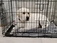 Sparkles, a female Labrador Retriever for sale in Rancho Cucamonga, CA – Photo 2 of 4