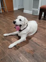 Sparkles, a female Labrador Retriever for sale in Rancho Cucamonga, CA – Photo 4 of 4