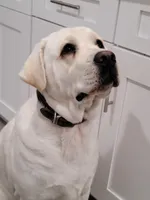 Sparkles, a female Labrador Retriever for sale in Rancho Cucamonga, CA – Photo 1 of 4