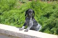 Milo, a male German Shorthaired Pointer for sale in Rancho Cucamonga, CA – 5 of 7