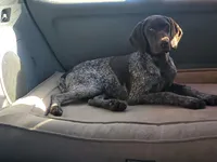 Faith, a female German Shorthaired Pointer for sale in Rancho Cucamonga, CA – Photo 3 of 8