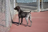Faith, a female German Shorthaired Pointer for sale in Rancho Cucamonga, CA – Photo 4 of 8
