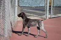 Faith, a female German Shorthaired Pointer for sale in Rancho Cucamonga, CA – Photo 5 of 8