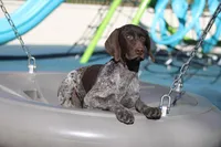 Faith, a female German Shorthaired Pointer for sale in Rancho Cucamonga, CA – Photo 1 of 8