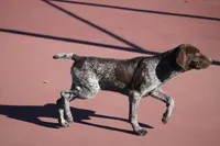 Faith, a female German Shorthaired Pointer for sale in Rancho Cucamonga, CA – Photo 6 of 8