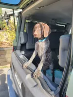Faith, a female German Shorthaired Pointer for sale in Rancho Cucamonga, CA – Photo 7 of 8