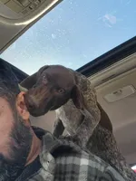 Faith, a female German Shorthaired Pointer for sale in Rancho Cucamonga, CA – Photo 8 of 8