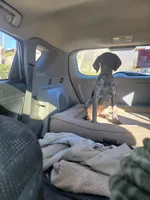 Faith, a female German Shorthaired Pointer for sale in Rancho Cucamonga, CA – Photo 2 of 8