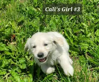 Piper , a female English Cream Golden Retriever for sale in Dassel, MN – 2 of 2