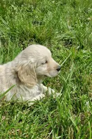 Ginger , a female English Cream Golden Retriever for sale in Dassel, MN – 2 of 3