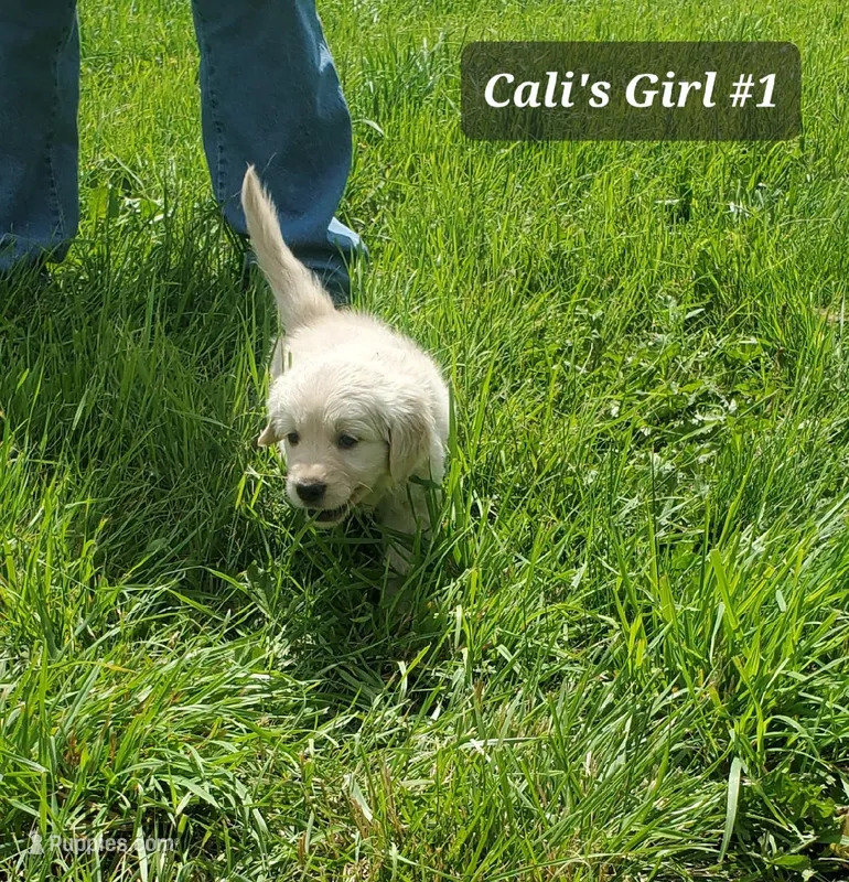 Ginger  – English Cream Golden Retriever puppy for sale in Dassel, MN