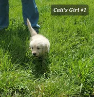 Ginger , a female English Cream Golden Retriever for sale in Dassel, MN – 1 of 3