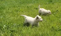 Loki, a male English Cream Golden Retriever for sale in Dassel, MN – 2 of 2