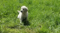 Charlie , a male English Cream Golden Retriever for sale in Dassel, MN – 2 of 2