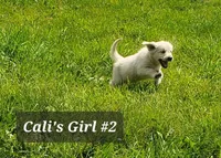 Dixie , a female English Cream Golden Retriever for sale in Dassel, MN – 2 of 2
