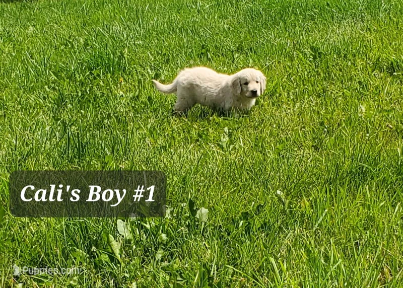 Charlie  – English Cream Golden Retriever puppy for sale in Dassel, MN