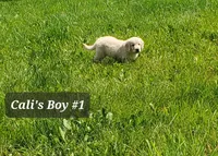 Charlie , a male English Cream Golden Retriever for sale in Dassel, MN – 1 of 2