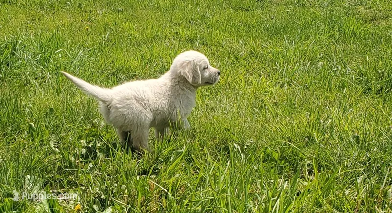 Dixie  – English Cream Golden Retriever puppy for sale in Dassel, MN