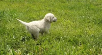 Dixie , a female English Cream Golden Retriever for sale in Dassel, MN – 1 of 2