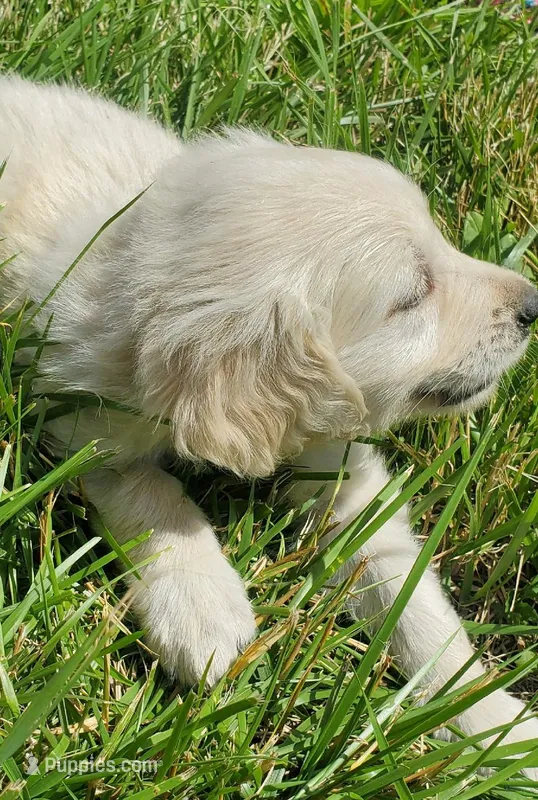 Piper  – English Cream Golden Retriever puppy for sale in Dassel, MN