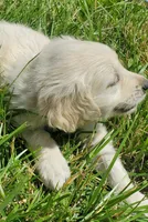 Piper , a female English Cream Golden Retriever for sale in Dassel, MN – 1 of 2