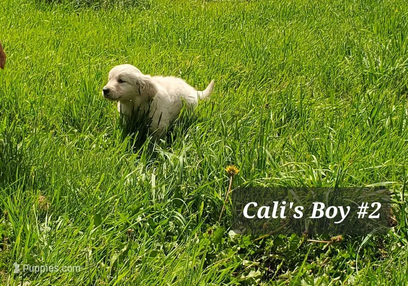 Loki – English Cream Golden Retriever puppy for sale in Dassel, MN