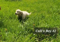 Loki, a male English Cream Golden Retriever for sale in Dassel, MN – 1 of 2
