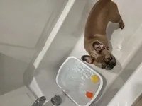Kairo, a male French Bulldog for sale in Winter Haven, FL – 2 of 3