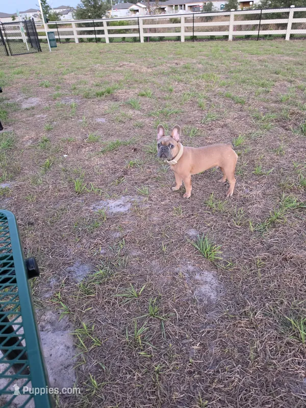 Kairo – French Bulldog puppy for sale in Winter Haven, FL