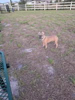 Kairo, a male French Bulldog for sale in Winter Haven, FL – 1 of 3