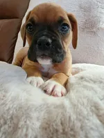 Lilah, a female Boxer for sale in Bridgeport, WV – 1 of 7