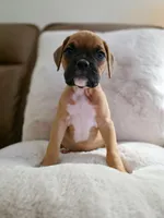 Lilah, a female Boxer for sale in Bridgeport, WV – 2 of 7